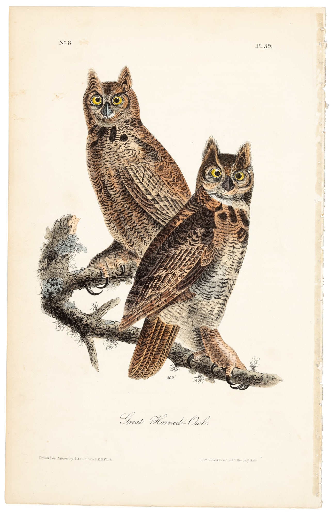 Great Horned Owl, Audubon, Royal Octavo (1 of 1)