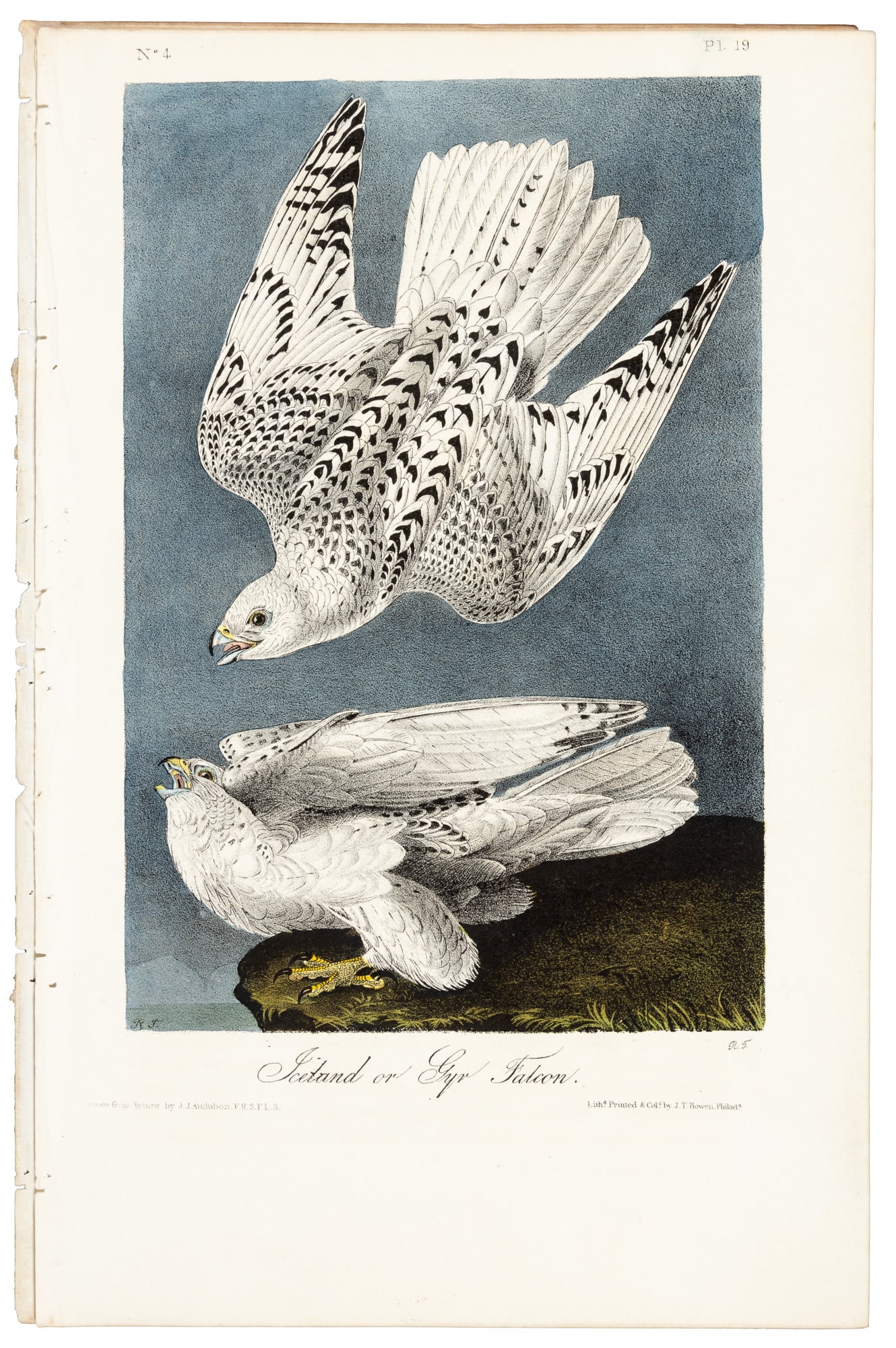 Audubon's Iceland or Gyr Falcon: Heading: Author: Audubon, John James Title: Iceland or Gyr Falcon Place Published: Philadelphia Publisher:J.T. Bowen Date Published: 1840-44 Description: Hand-colored lithograph by
