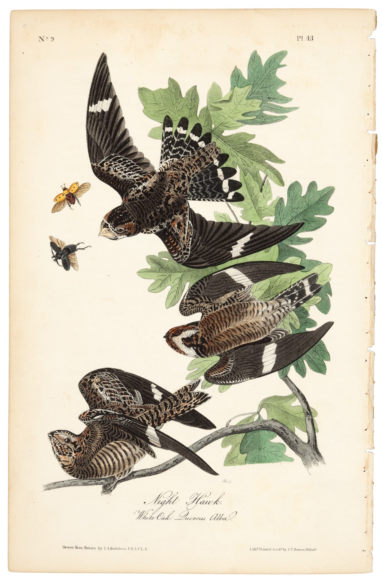 Night Hawk from Audubon's Royal Octavo (1 of 1)