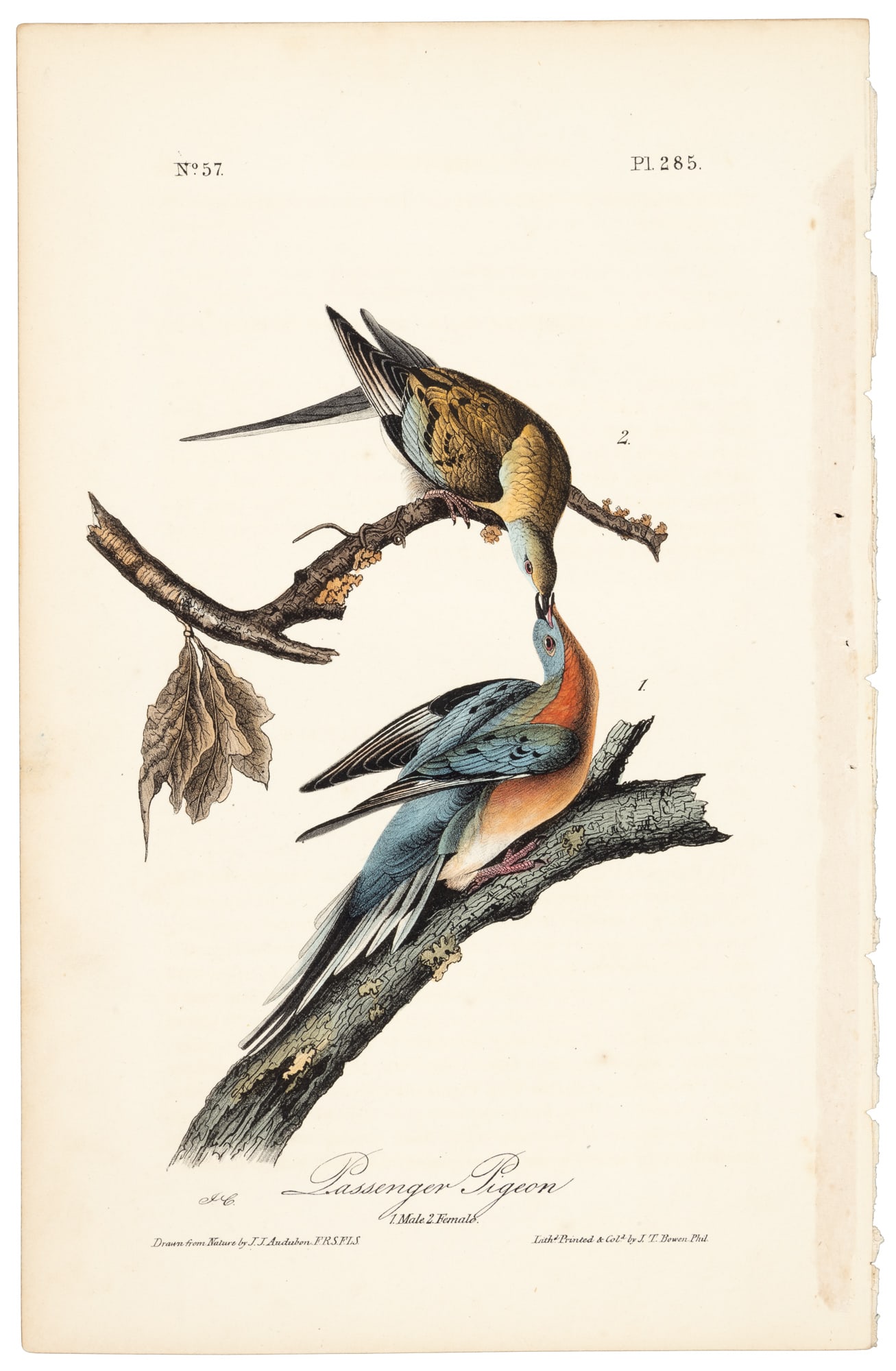 Extinct bird from Audubon's Royal Octavo (1 of 1)