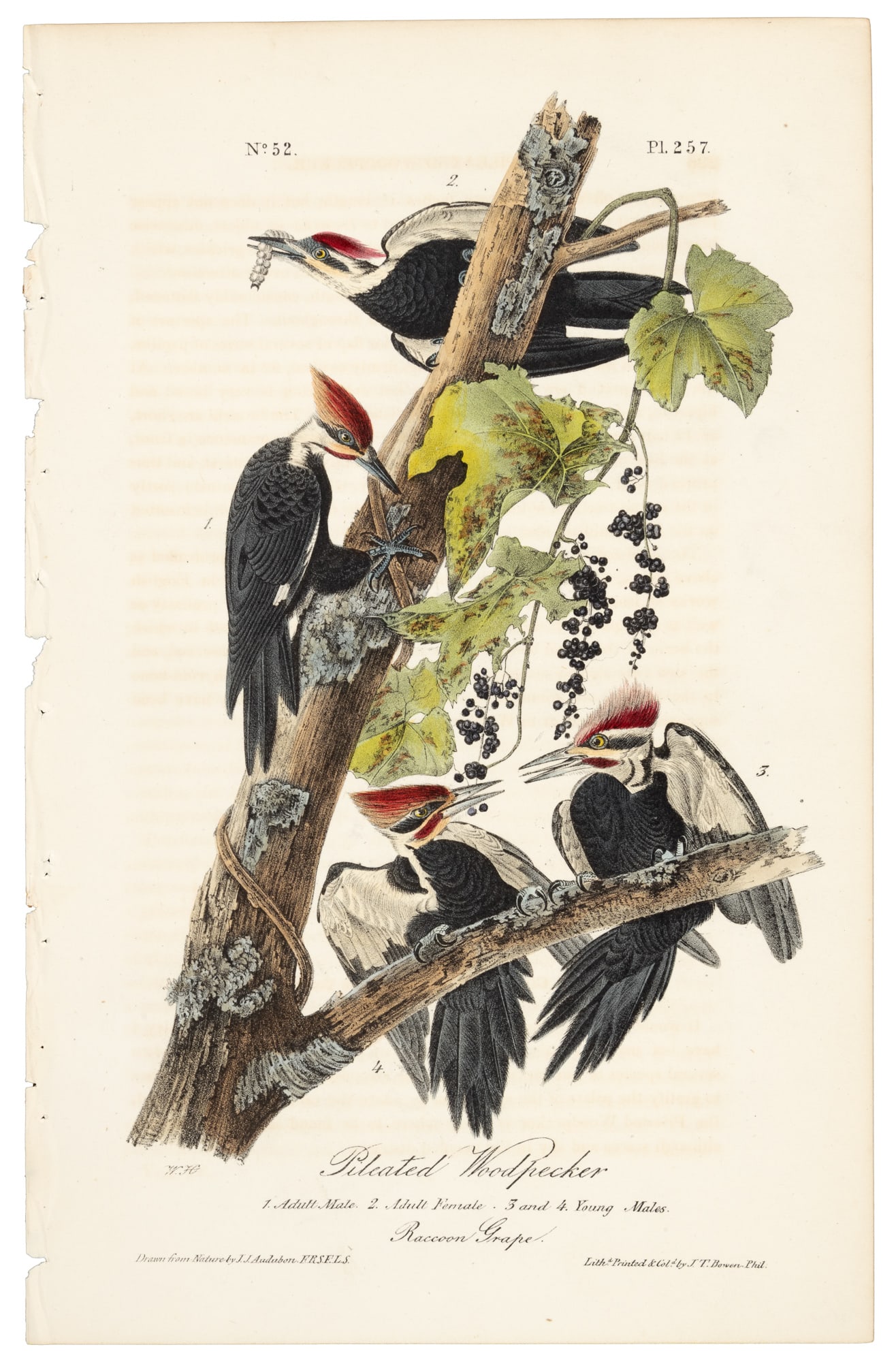 Pileated Woodpecker, Audubon, Royal Octavo (1 of 1)