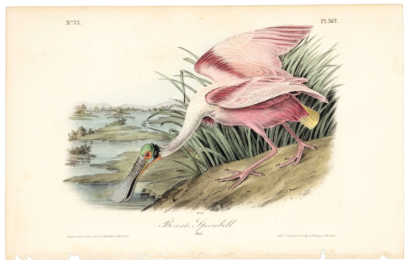 Roseate Spoonbill, Audubon, Royal Octavo hand-colored lithograph (1 of 1)