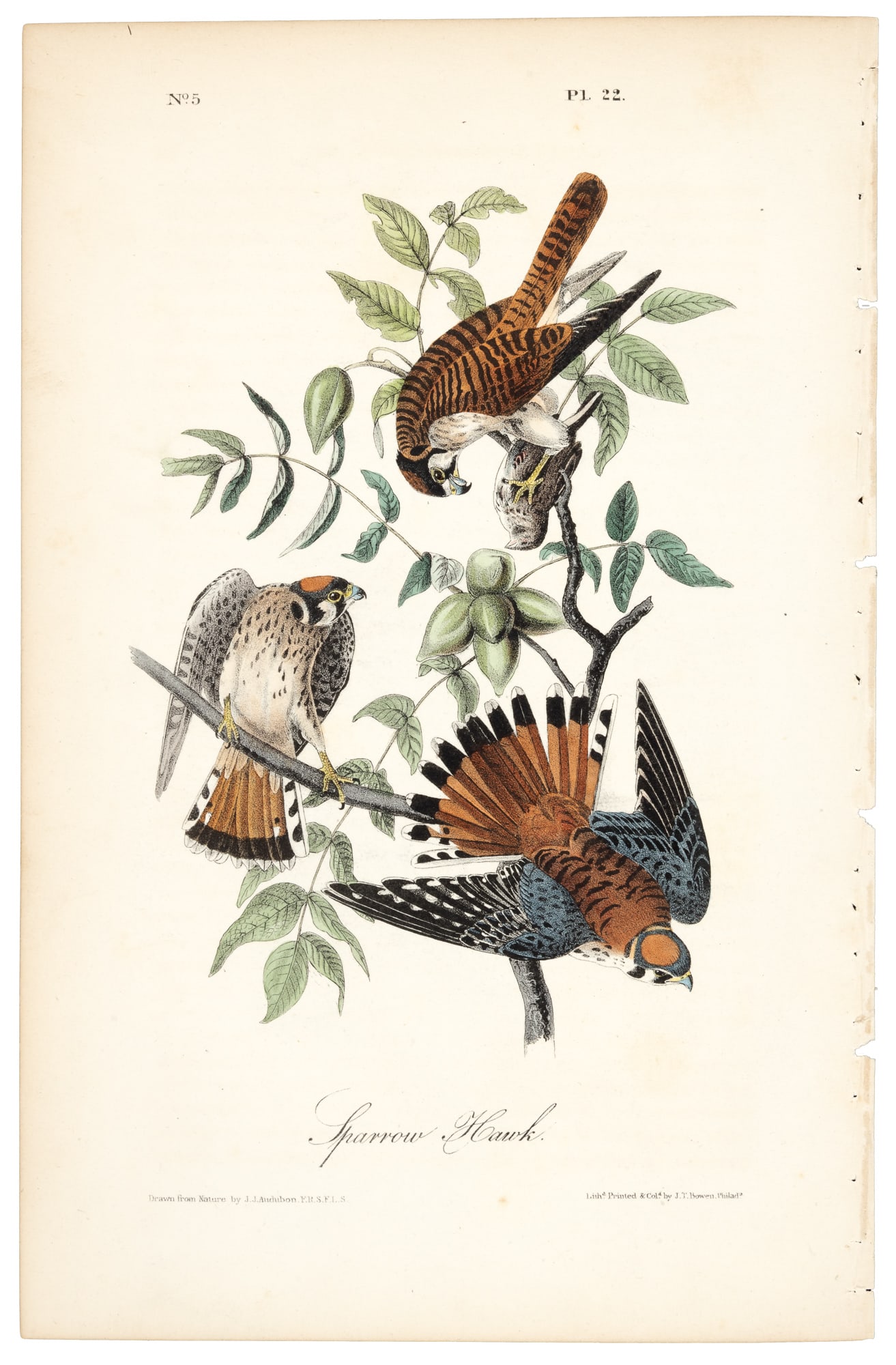 Sparrow Hawk from Audubon's Royal Octavo (1 of 1)