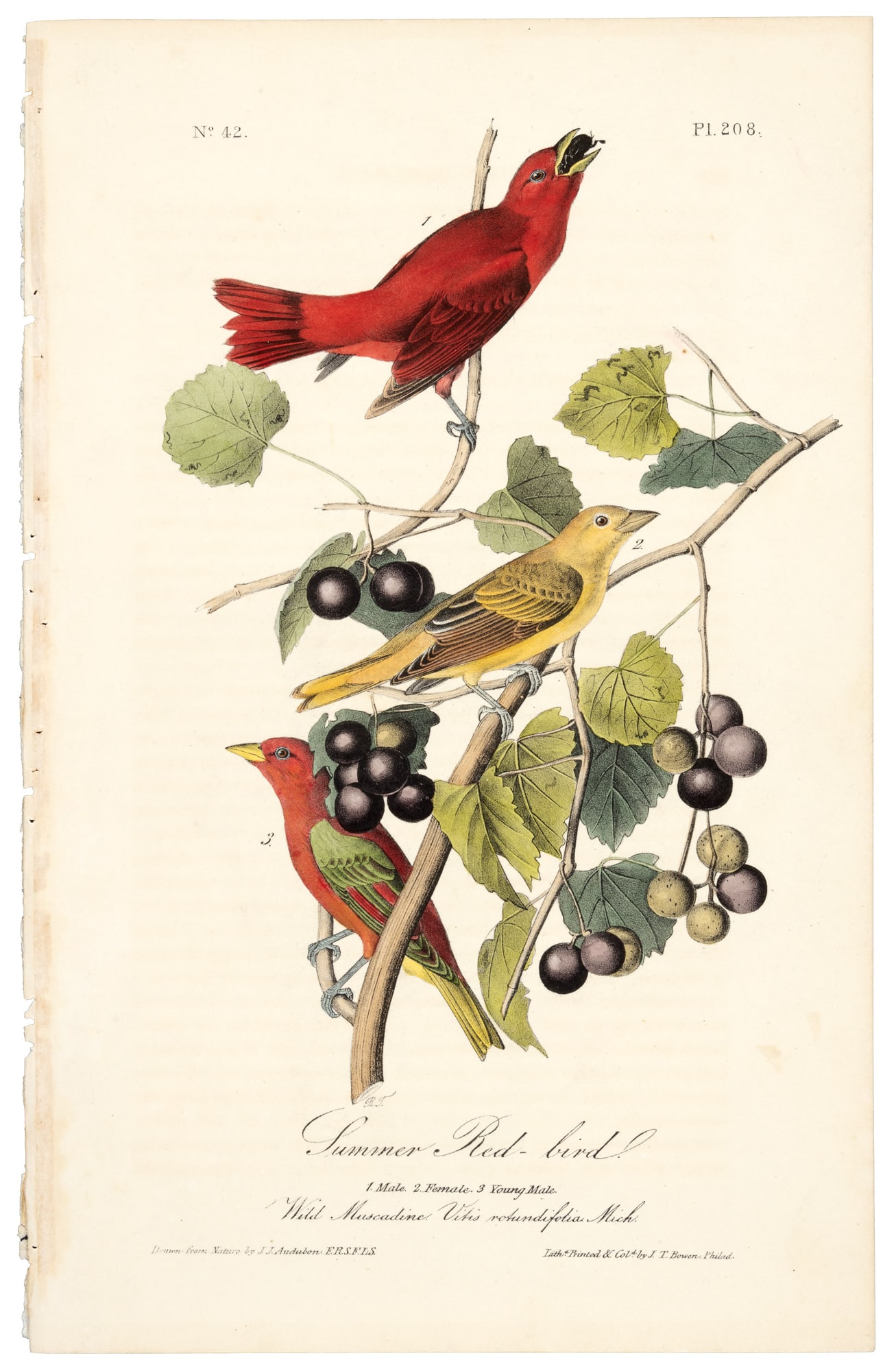 Audubon's Summer Red-bird (1 of 1)