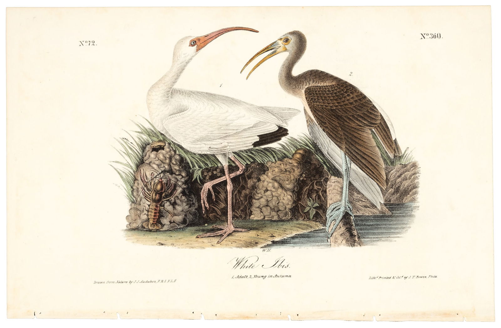 White Ibis from Audubon's Royal Octavo (1 of 1)