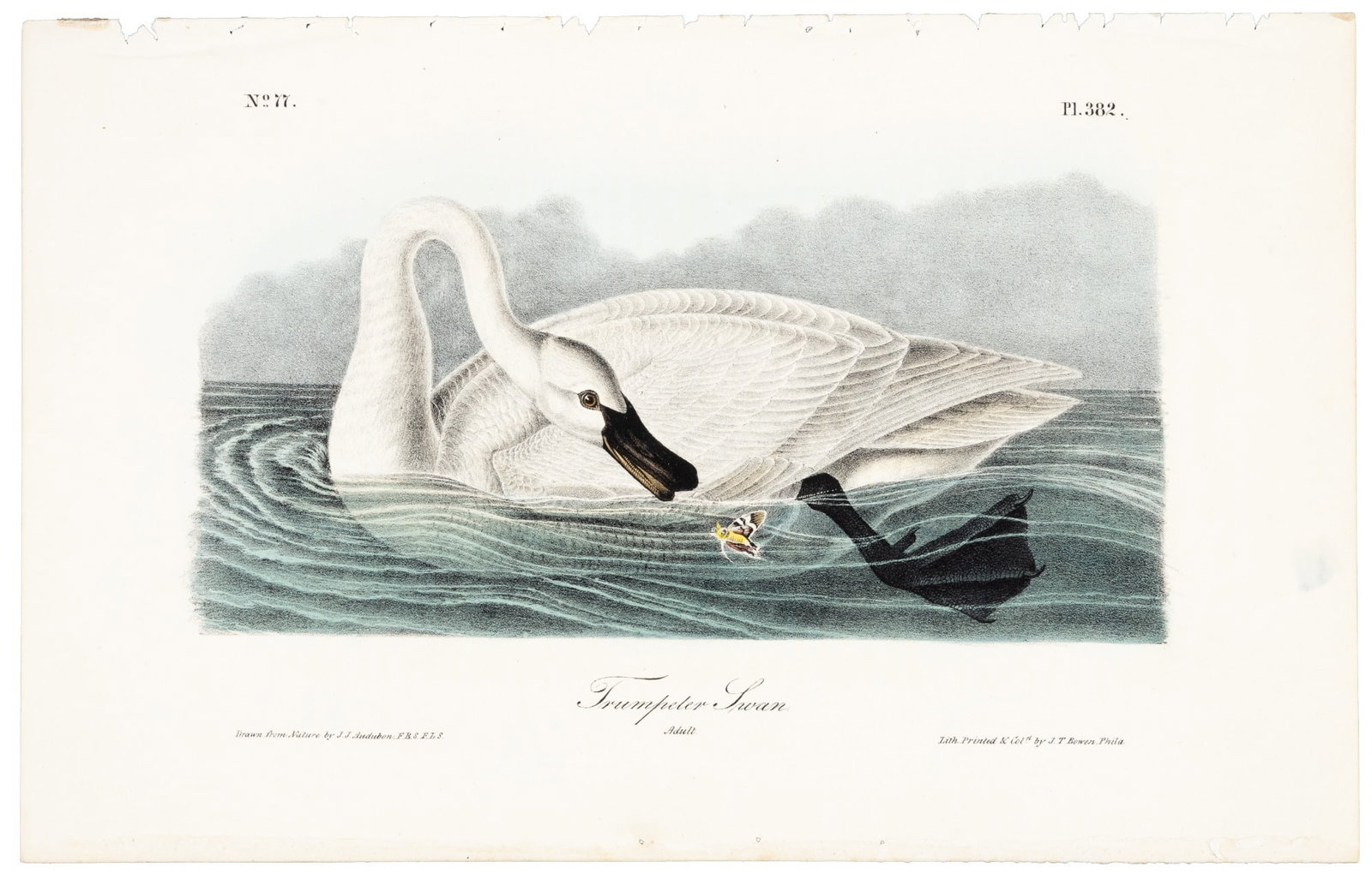 Trumpeter Swan from Audubon's Royal Octavo: Heading: Author: Audubon, John James Title: Trumpeter Swan Place Published: Philadelphia Publisher:J.T. Bowen Date Published: 1840-44 Description: Hand-colored lithograph by J.T. B