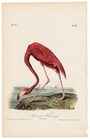 Flamingo plate from Audubon's Royal Octavo