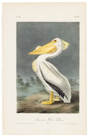 American White Pelican plate from Audubon's Royal Octavo