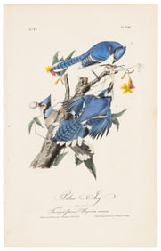 Blue Jay, Audubon, Royal Octavo hand-colored lithograph