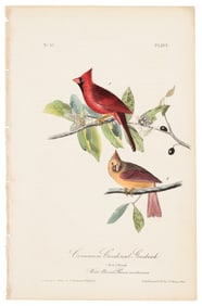 Common Cardinal Grosbeak, Audubon, hand-colored