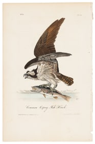Common Osprey, Audubon, Royal Octavo hand-colored lithograph