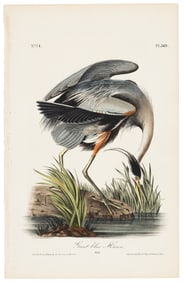 Great Blue Heron, Audubon Royal Octavo hand-colored lithograph