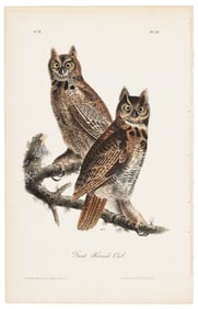Great Horned Owl, Audubon, Royal Octavo