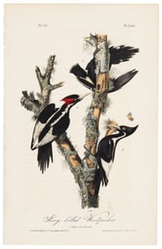 Endangered bird from Audubon's Royal Octavo