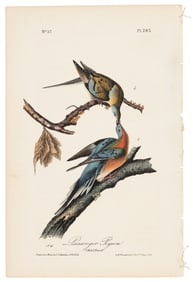 Extinct bird from Audubon's Royal Octavo
