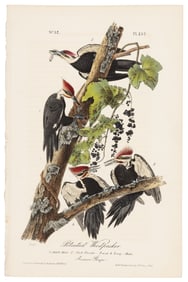Pileated Woodpecker, Audubon, Royal Octavo