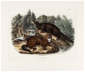 Mink from Audubon's Quadrupeds