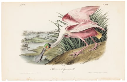 Roseate Spoonbill, Audubon, Royal Octavo hand-colored lithograph