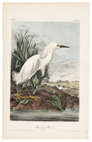 Snowy Heron,  Audubon Royal Octavo hand-colored lithograph