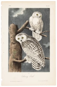 The Snowy Owl, Audubon, Royal Octavo hand-colored lithograph