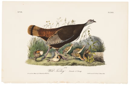 Wild Turkey plate from Audubon's Royal Octavo