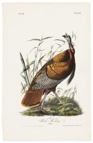 Wild Turkey plate from Audubon's Royal Octavo