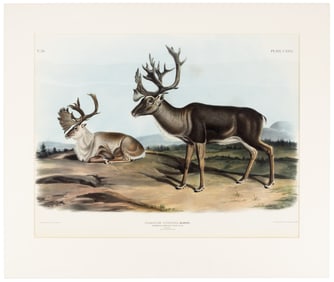 Caribou from Audubon's Quadrupeds