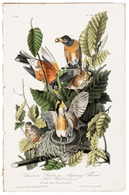American Robin, Audubon, hand-colored