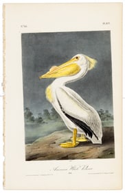 American White Pelican plate from Audubon's Royal Octavo