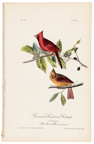 Common Cardinal Grosbeak, Audubon, hand-colored