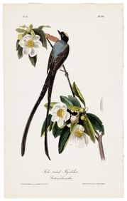 Fork-tailed Flycatcher, Audubon, hand-colored