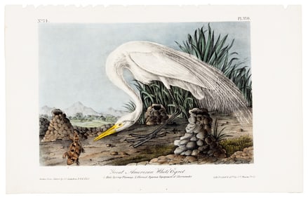 Great American White Egret, Audubon, hand-colored