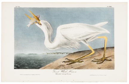 Great White Heron Audubon, hand-colored