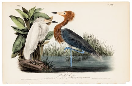 Reddish Egret, Audubon, hand-colored