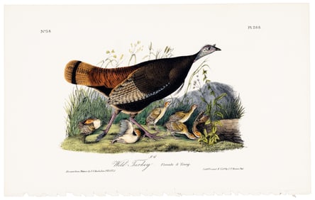 Wild Turkey plate from Audubon's Royal Octavo