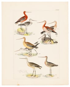 With 66 color plates of birds