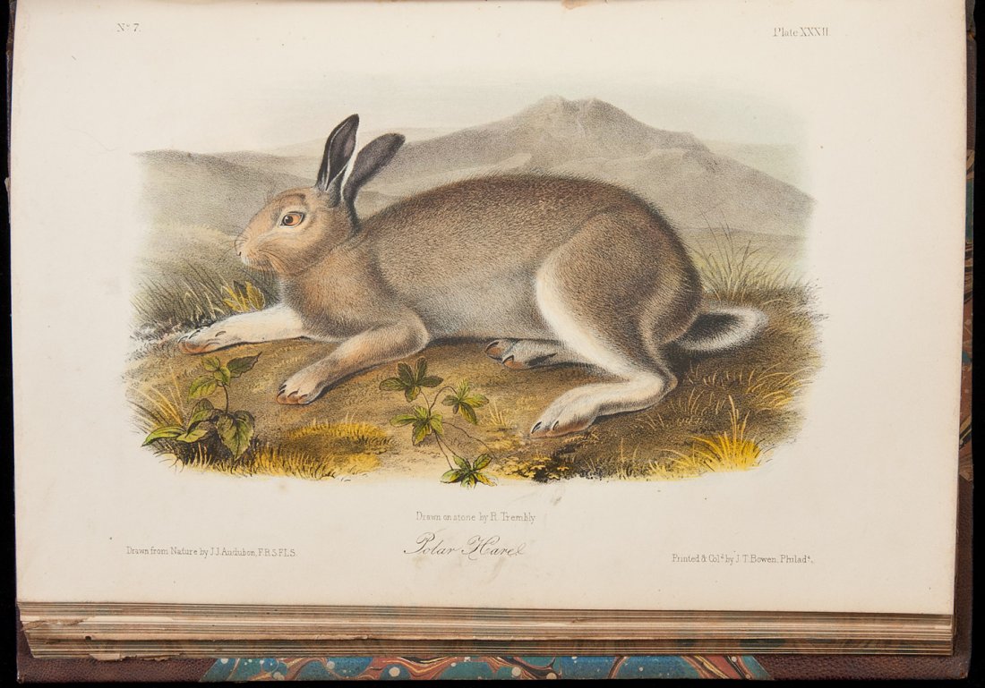 The Quadrupeds of North America 1851-54: Title: The Quadrupeds of North America Author: Audubon, John James and John Bachman Description: 3 volumes. viii, 383; [2], 334; [1], vi, 348 pp. Illustrated with 156 hand-colored lithographed plates 