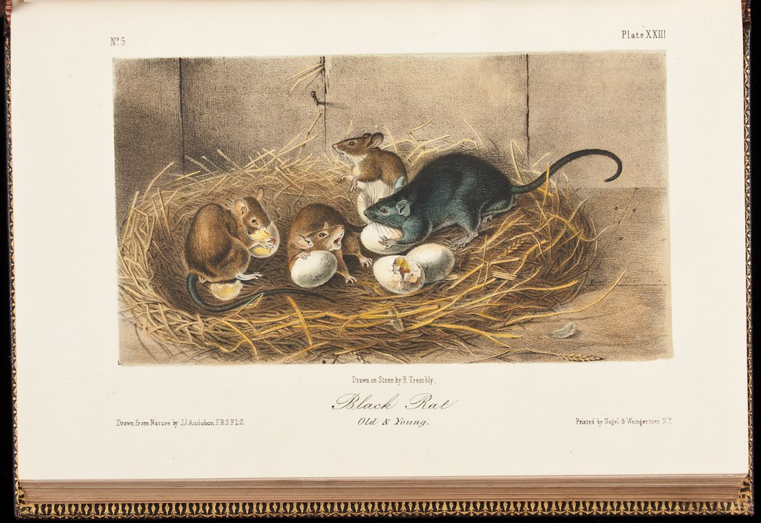 The Quadrupeds of North America by Audubon: Title: The Quadrupeds of North America Author: Audubon, John James and John Bachman Description: 3 volumes. Illustrated with 155 hand-colored lithographed plates after J.J. and J.W. Audubon, drawn on 