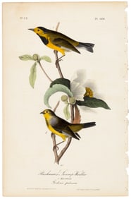 Bachman's Swamp-Warbler, Audubon, hand-colored