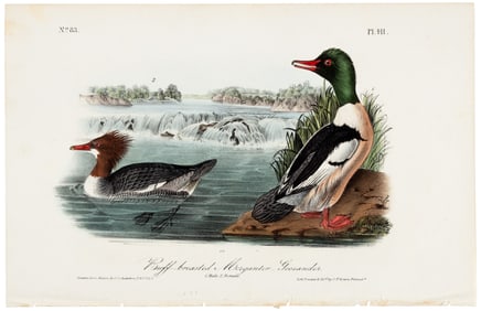 Buff-breasted Mergenter-Goosander, hand-colored