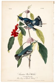 Cerulean Wood-Warbler, Audubon, hand-colored