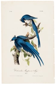 Columbia Magpie or Jay, Audubon, hand-colored