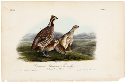 Common American Partridge, hand-colored