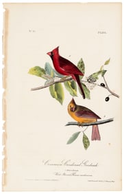 Common Cardinal Grosbeak, Audubon, hand-colored