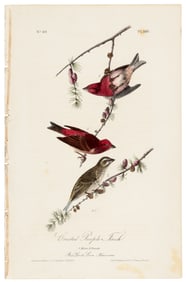 Crested Purple Finch, Audubon, hand-colored