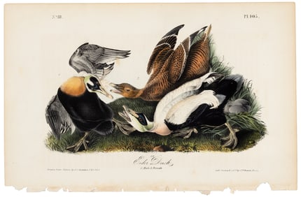 Eider Duck, hand-colored