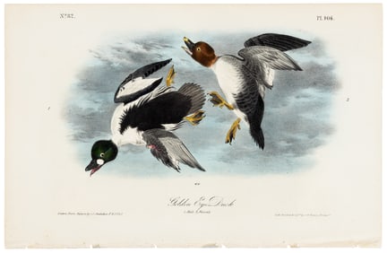 Golden Eye Duck, hand-colored