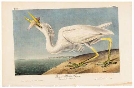Great White Heron Audubon, hand-colored