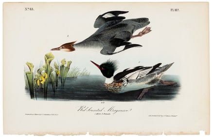 Red-breasted Merganser, hand-colored