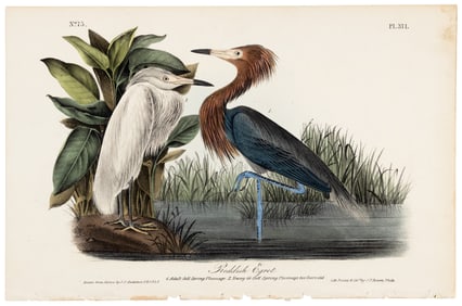 Reddish Egret, Audubon, hand-colored